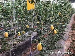 章丘县医院吃瓜,真相揭秘与反思